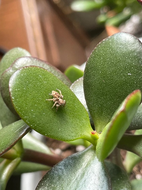 Do Succulents Attract Bugs