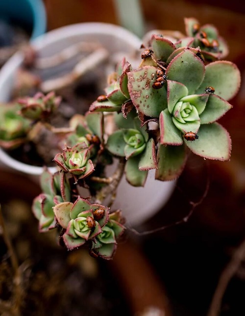 Succulents Bugs