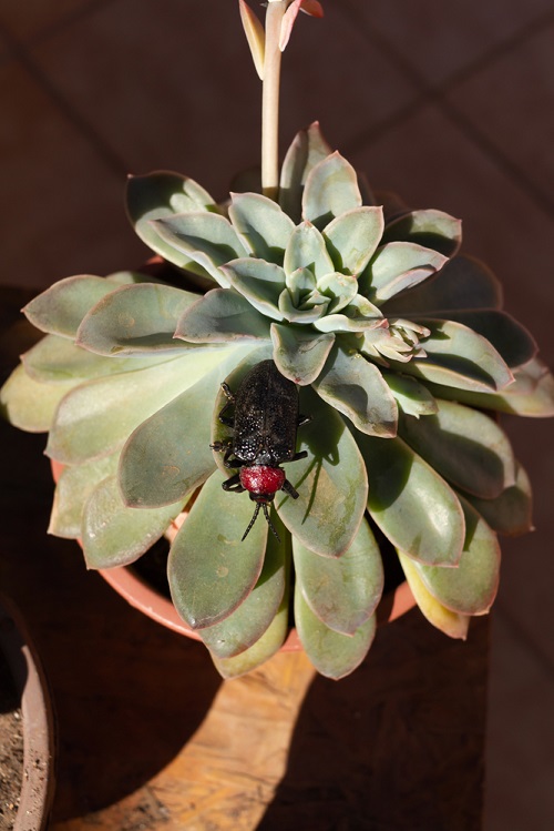 Succulents Are Infested With Bugs