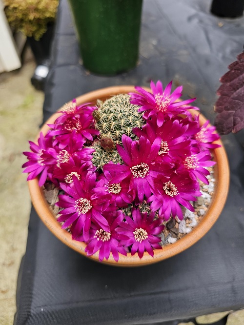 Sulcorebutia albissima With Purple Flowers 