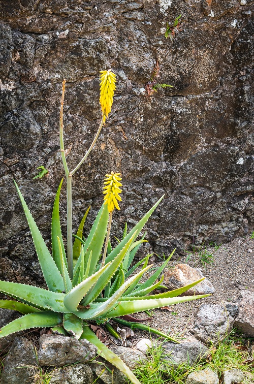 best Succulents Featuring Yellow Blooms