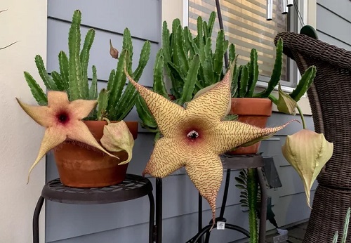 Flowering Cactus Plants