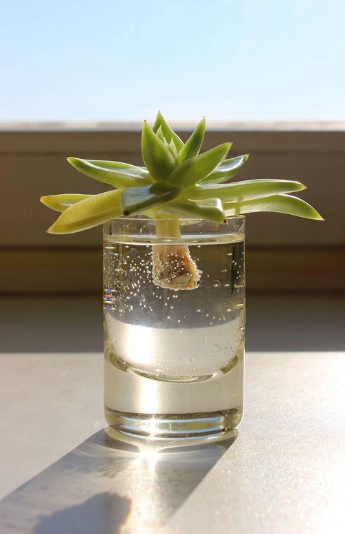 Succulent Propagate