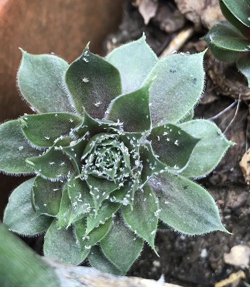 Bugs Attracted to Succulents