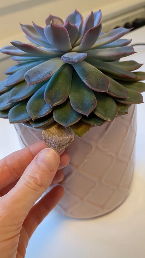 succulents Remove the dead leaves