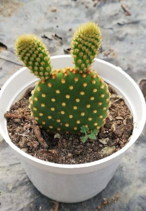 Succulents that Look Like Animals Ear