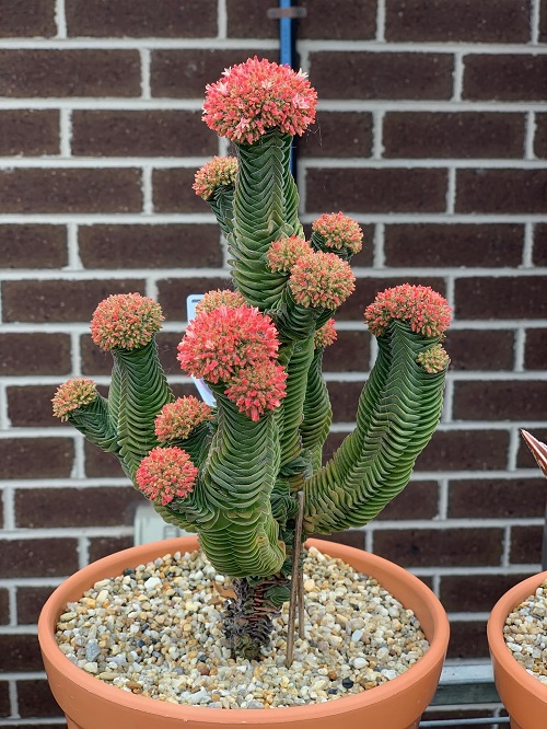 Amazing Succulents that Look Like Animals