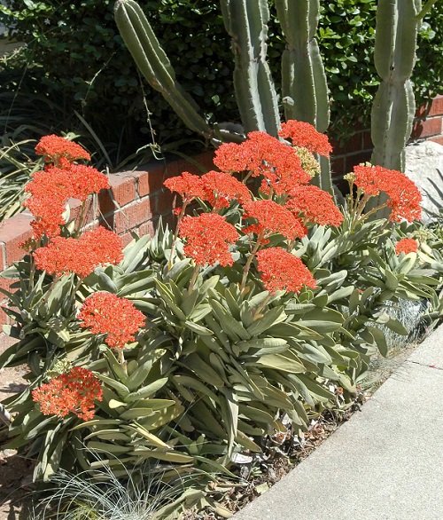Airplane Plant