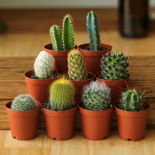 Are Cacti Poisonous