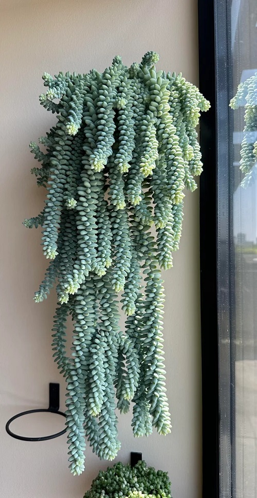Indoor Succulent display ideas 4