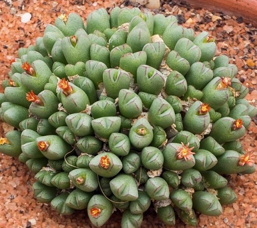 Succulents With Orange Flowers 5