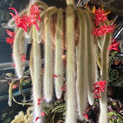 Succulents With Orange Flowers 3