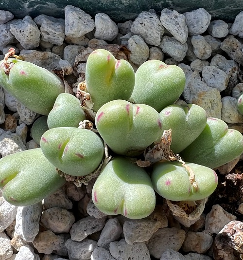 Conophytum bilobum Succulents That Look Like Lips