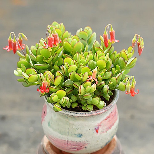 Succulents With Orange Flowers