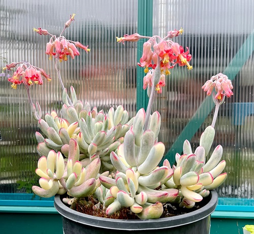 Beautiful Succulents With Orange Flowers in Garden 3