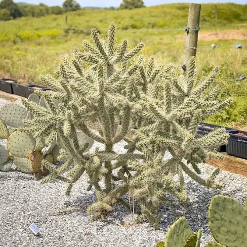 Spiny Succulents 3