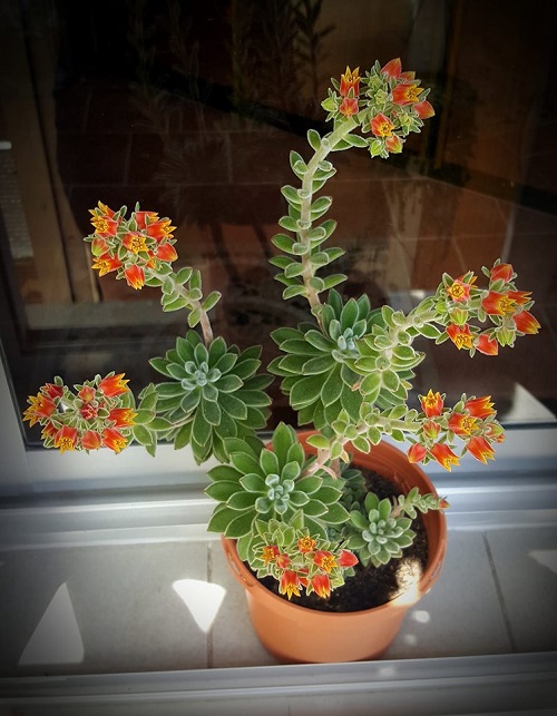 Succulents With Orange Flowers 2