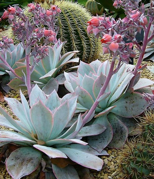 Echeveria Cante