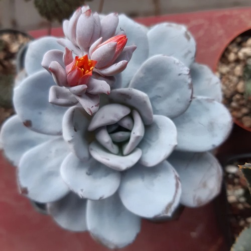 Echeveria Laui indoor