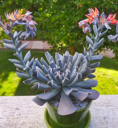 Echeveria Runyonii Cv. Topsy Turvy