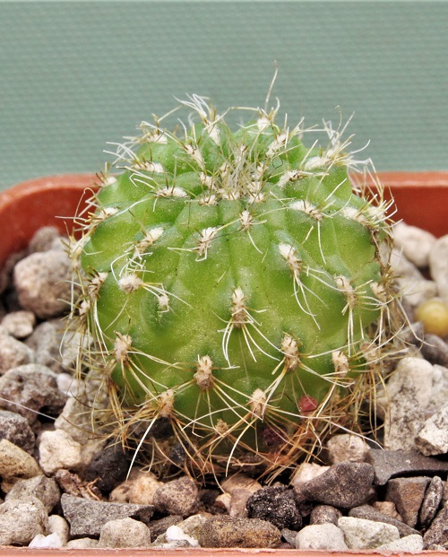 Succulents that Look Like Animals
