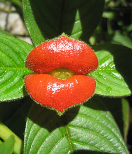Hooker’s Lips Plant
