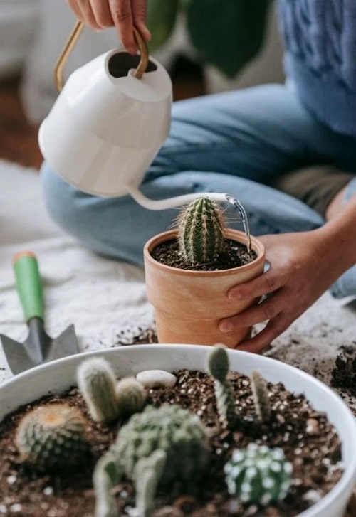 Rehydrating an Underwatered Cactus