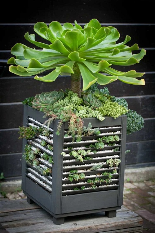 Indoor Succulent garden 2