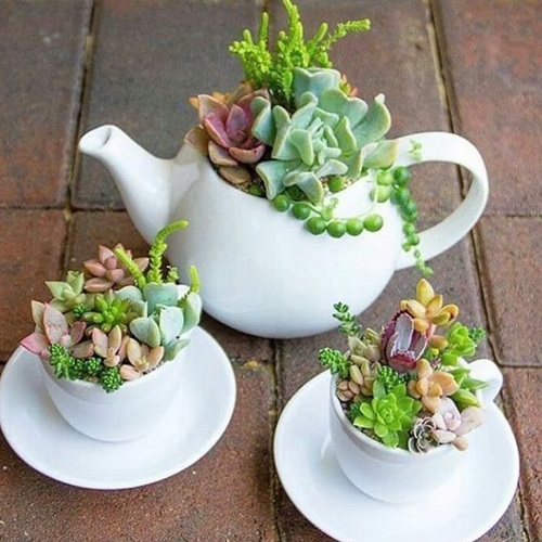 Indoor Succulent garden 4