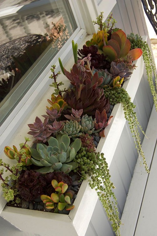 Horizontal Succulent Arrangement