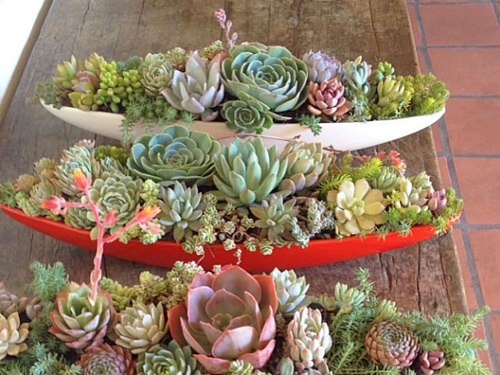  Handle Succulent Trays