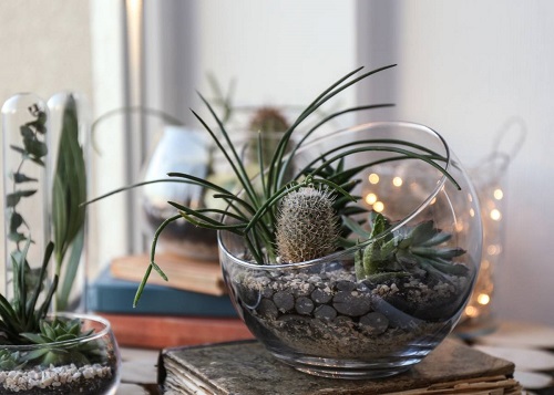 Indoor Succulent Decoration 3