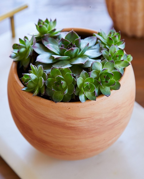 Indoor Succulent display ideas 2