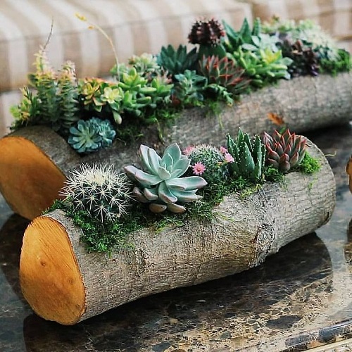 Indoor Succulent display ideas 3