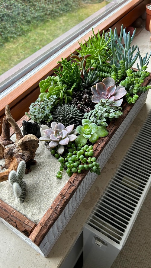 Succulent Garden