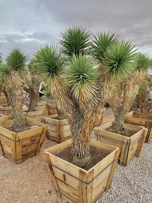 Joshua Tree in pot