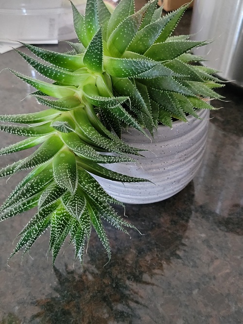 beautiful Succulents that Look and Grow Like Air Plants