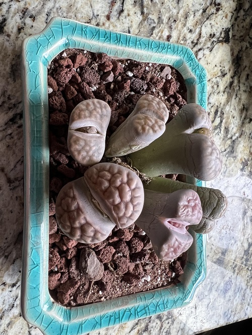 Lithops Water Mechanism