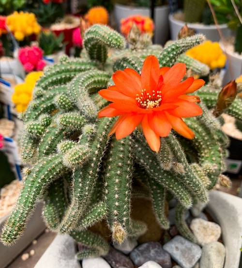 Peanut Cactus in pot