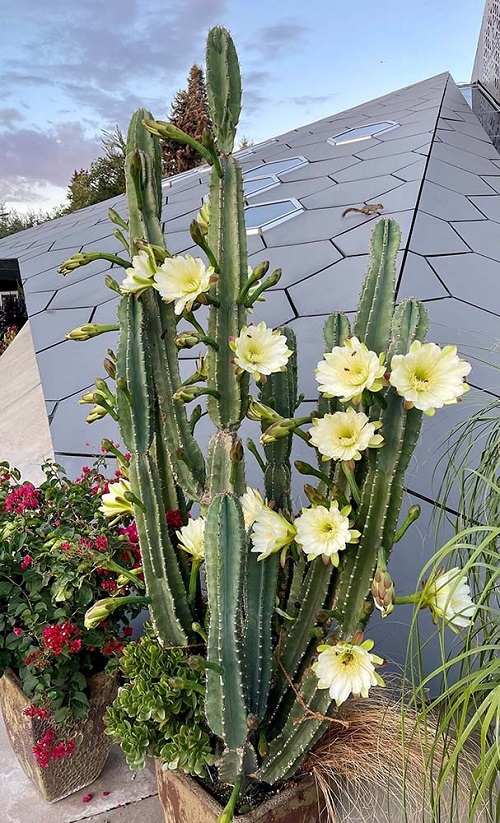 Peruvian Apple Cactus Information