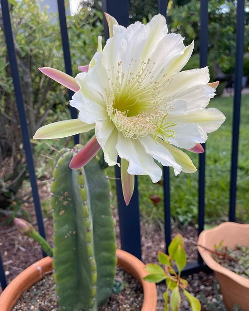 Propagating Peruvian Apple Cactus