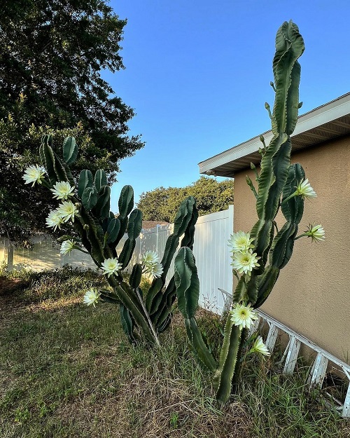 Requirements for Growing Peruvian Apple Cactus