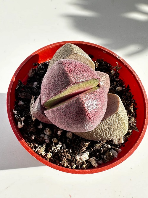 Succulents That Look Like Lips