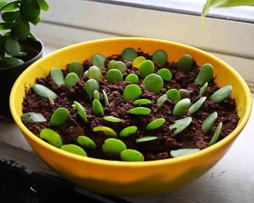 Propagate Jade Plant From Leaf