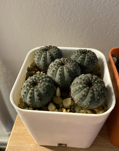 Sea Urchin Cactus look alike Animals