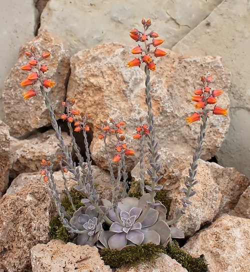Echeveria Diffractens in garden