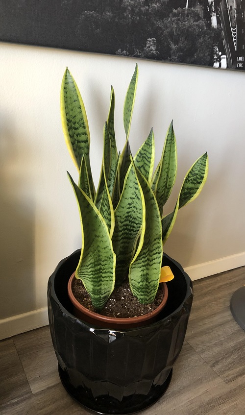 Succulents that Look Like Animals skin