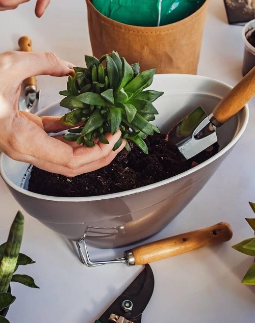 How Often to Water Succulents 2