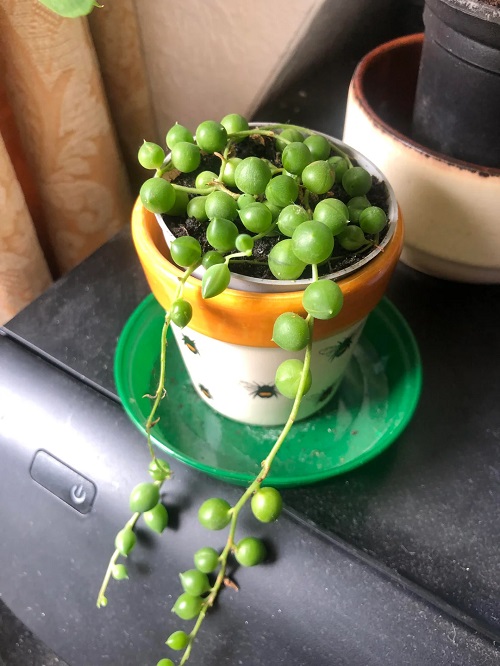 Succulents that Look and Grow Like Air Plants