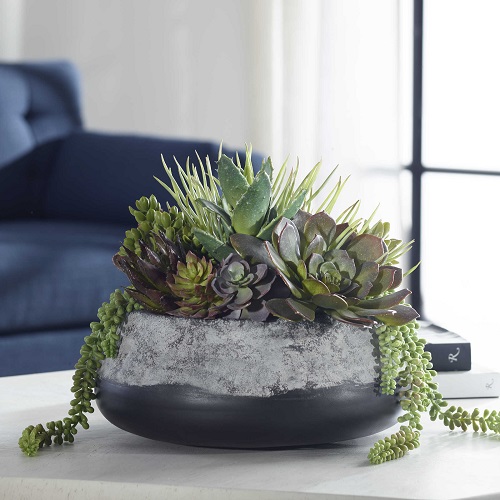 Indoor Succulent garden 3